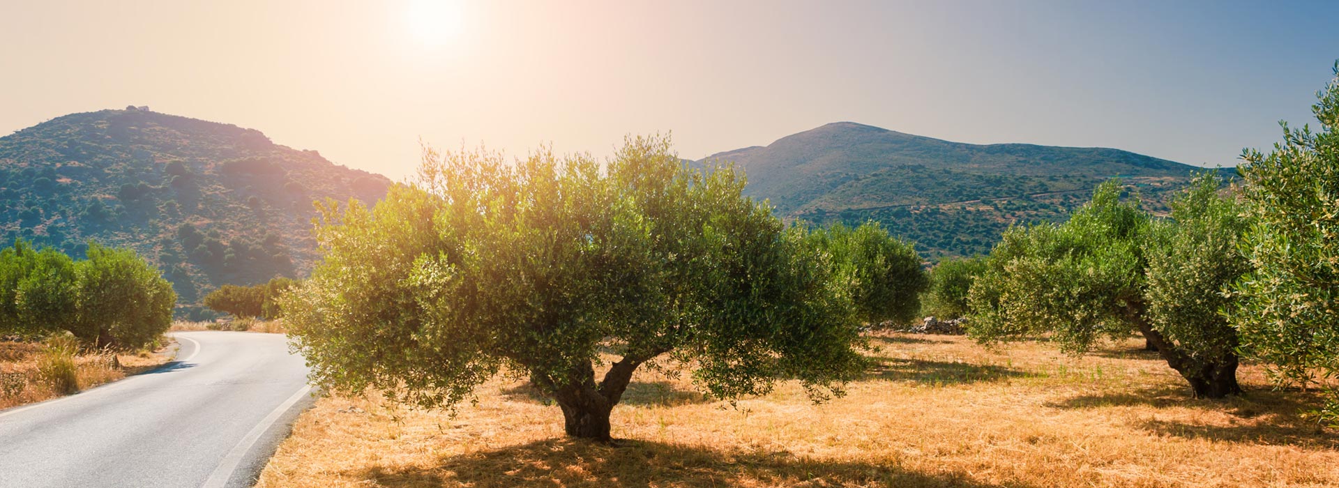 VALAVANIS’ OLIVE GROVE